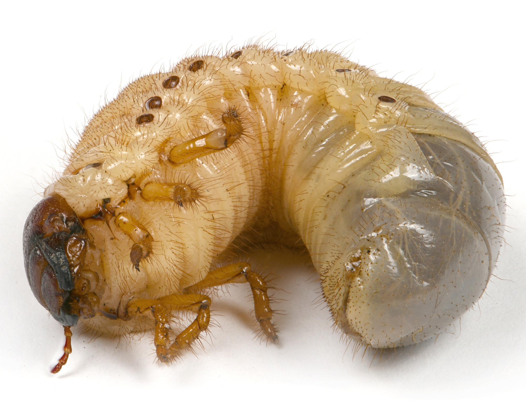 Chafer grub or grum worm
