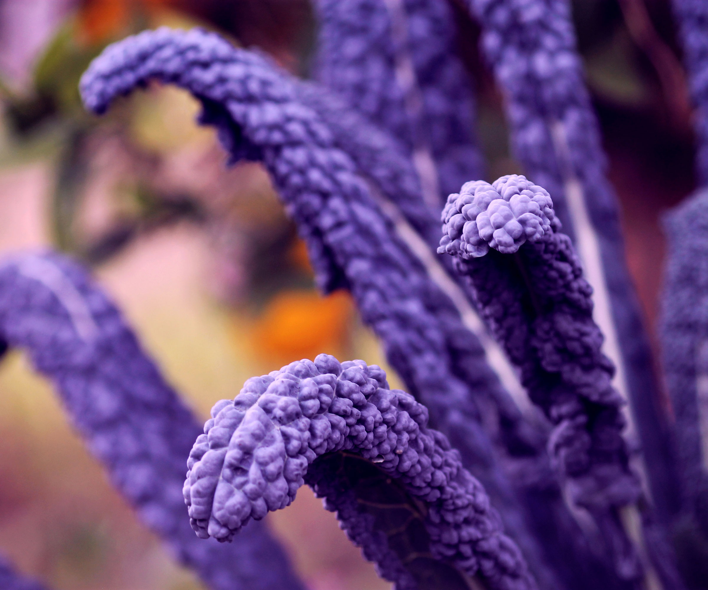 kale Lacinato with rich colorful foliage