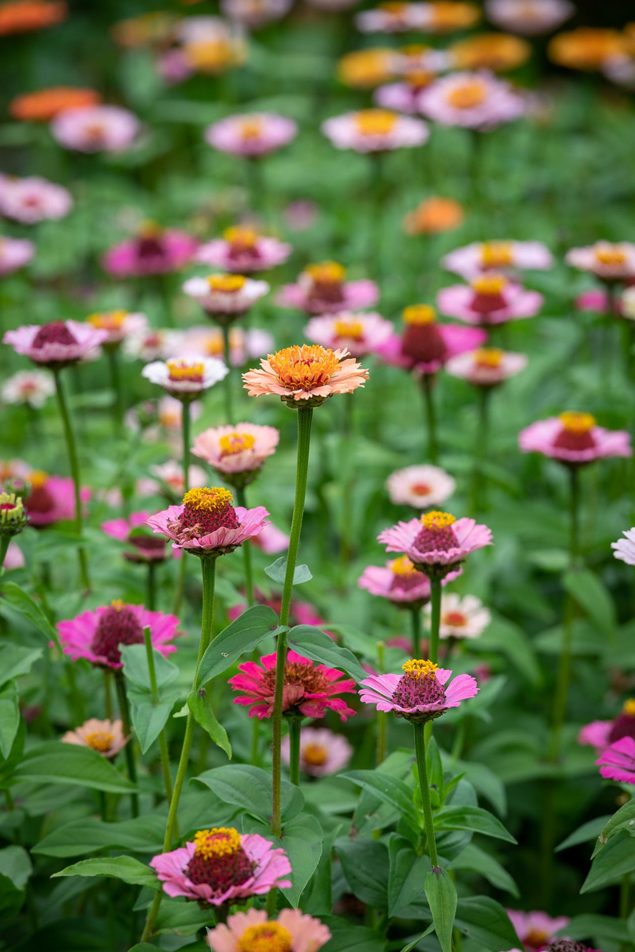 How to grow zinnias tips on planting, growing and caring for these versatile flowers Gardeningetc