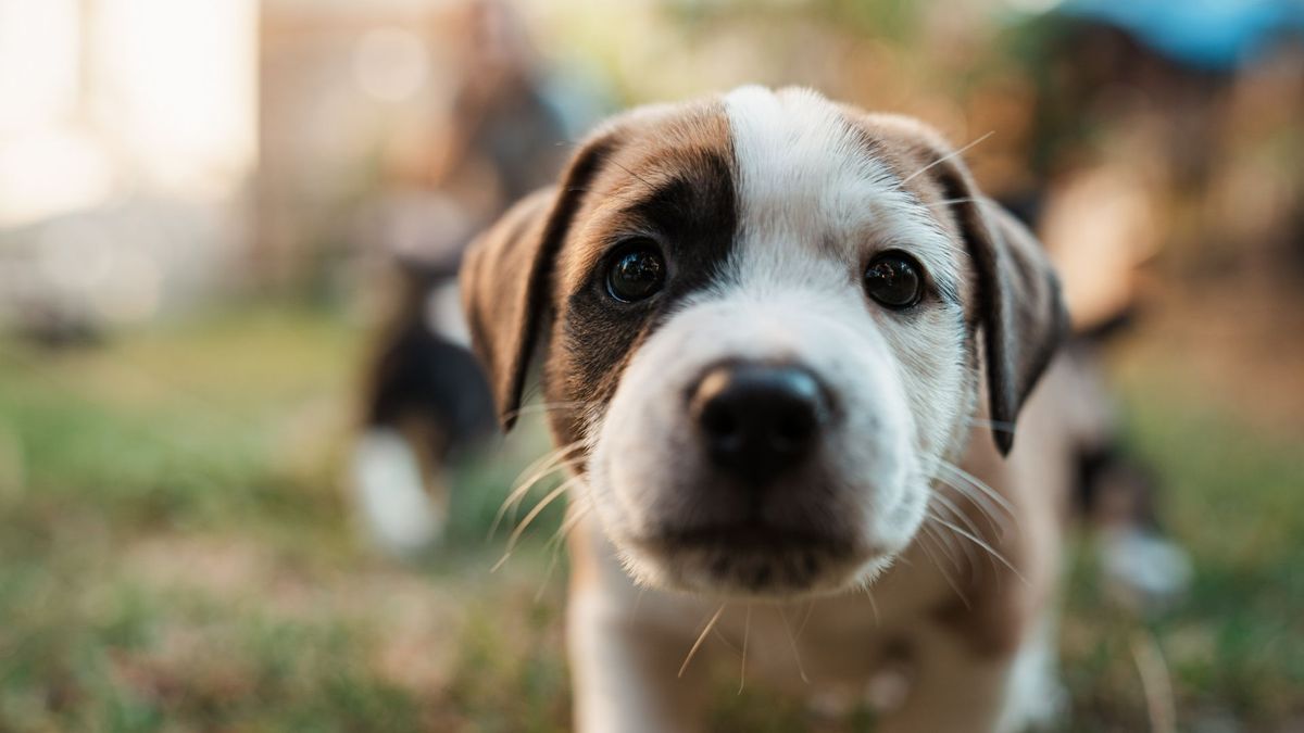 puppy sitting in grass