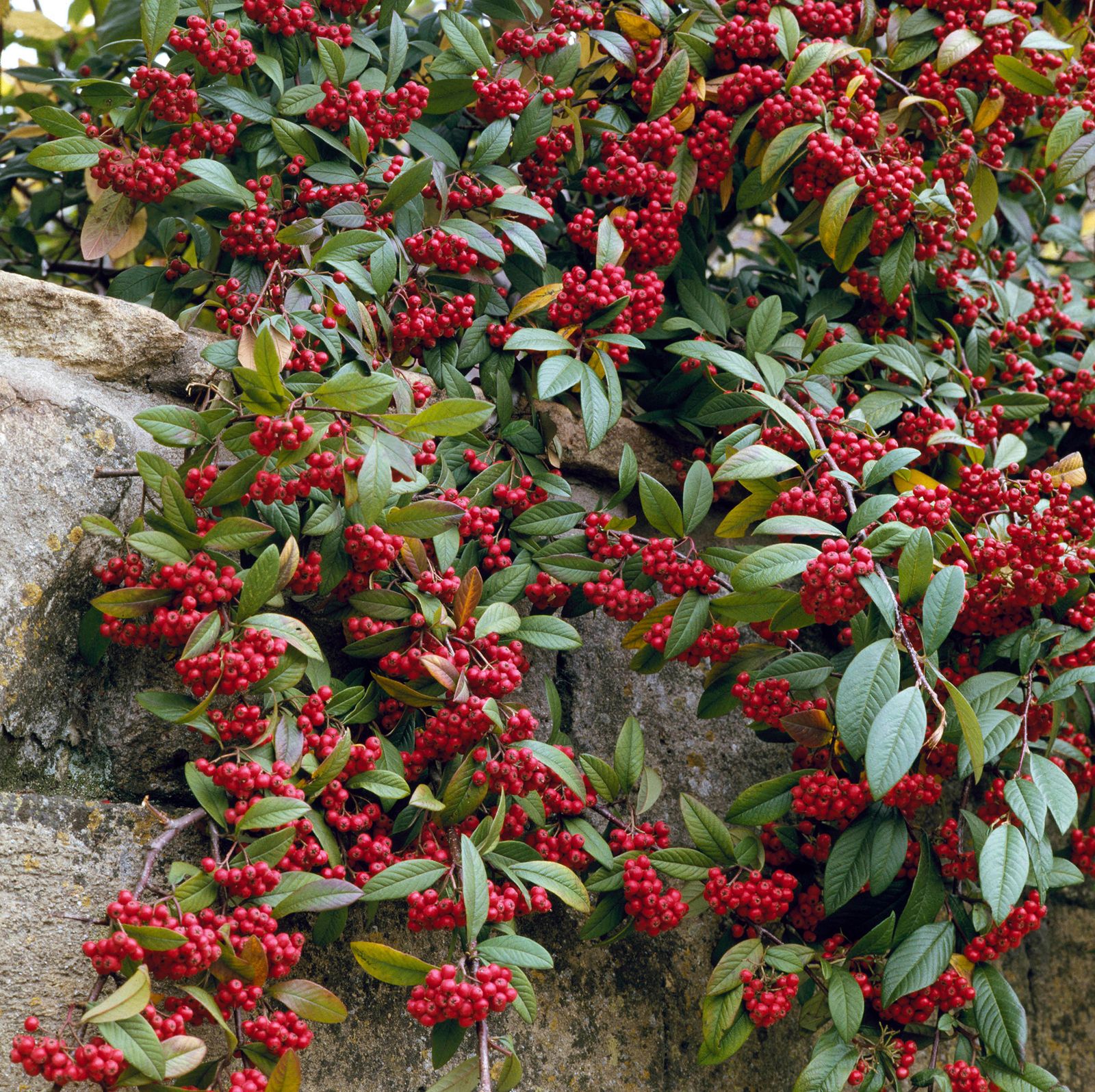 Best trees for clay soil 11 varieties for every garden Homes & Gardens