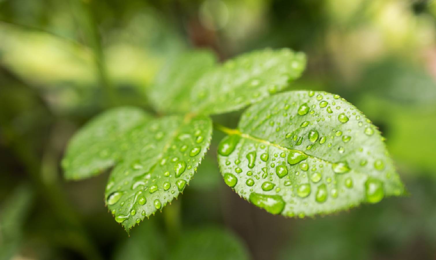 Freshly watered lemon tree 