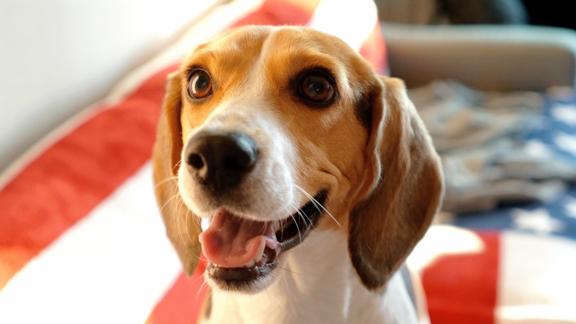 why do beagles have white tipped tails