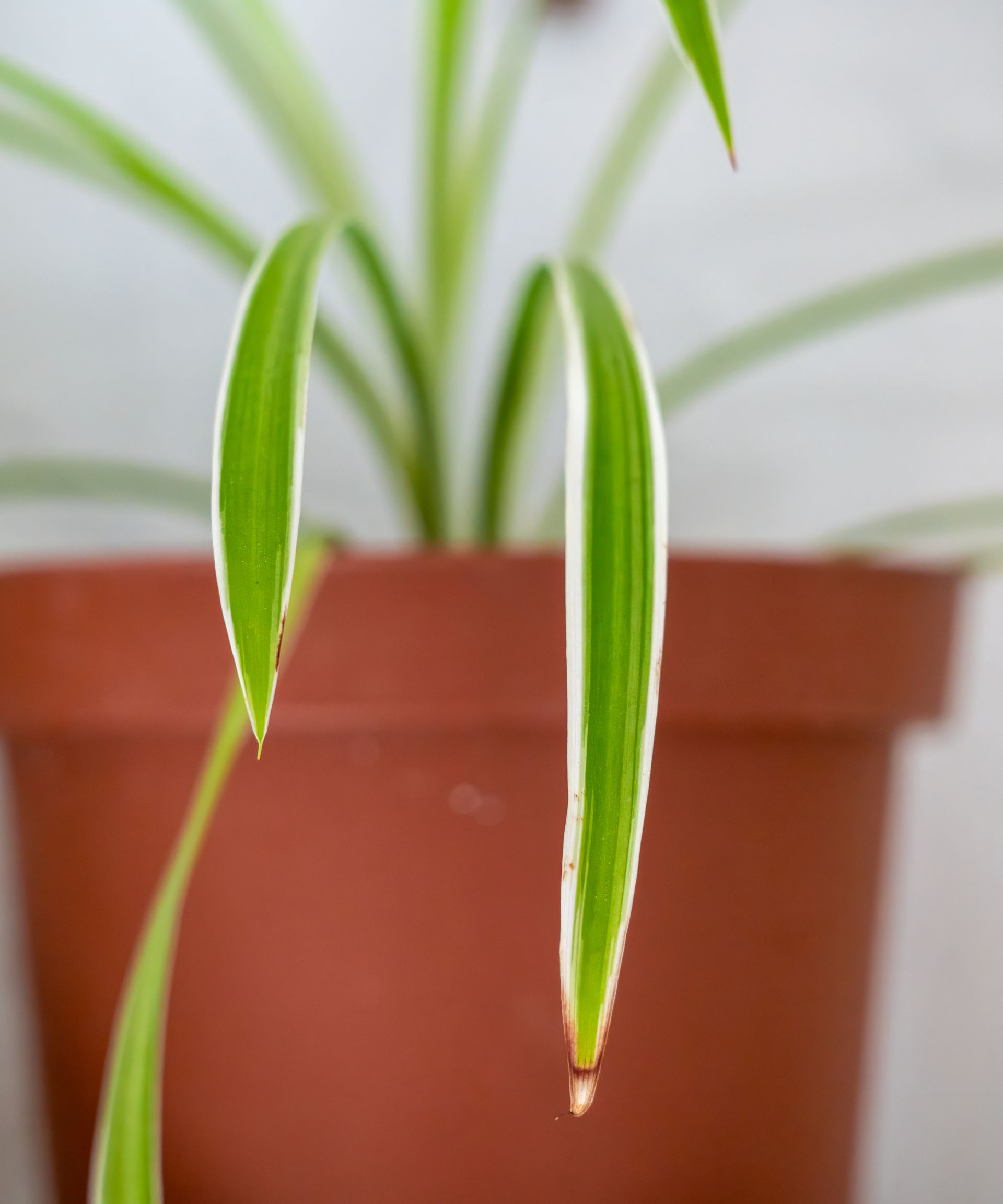 spider plant with brown leaf tips caused by tap water chemicals