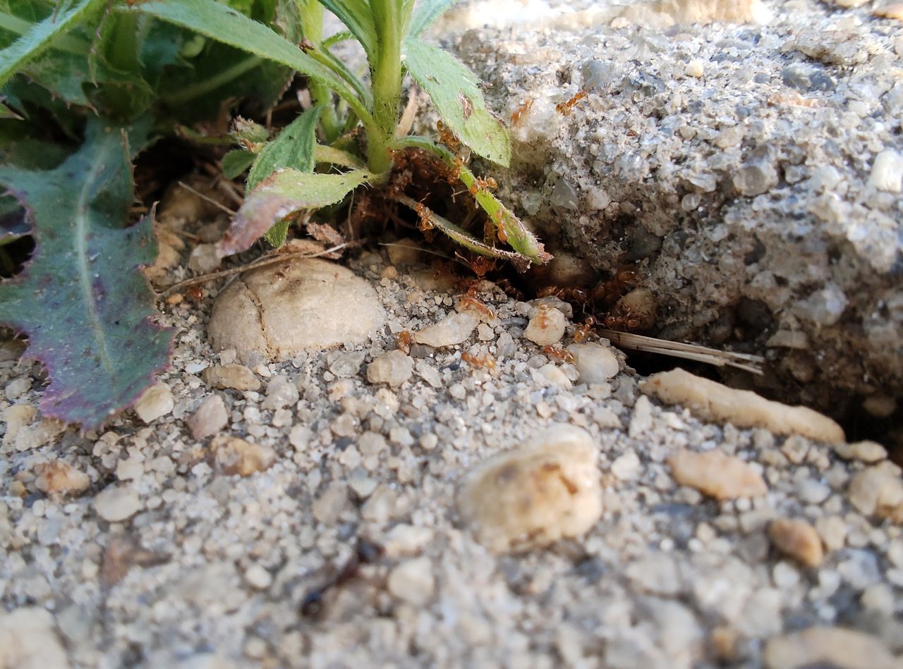 Macro photo taken with the Motorola Razr+.