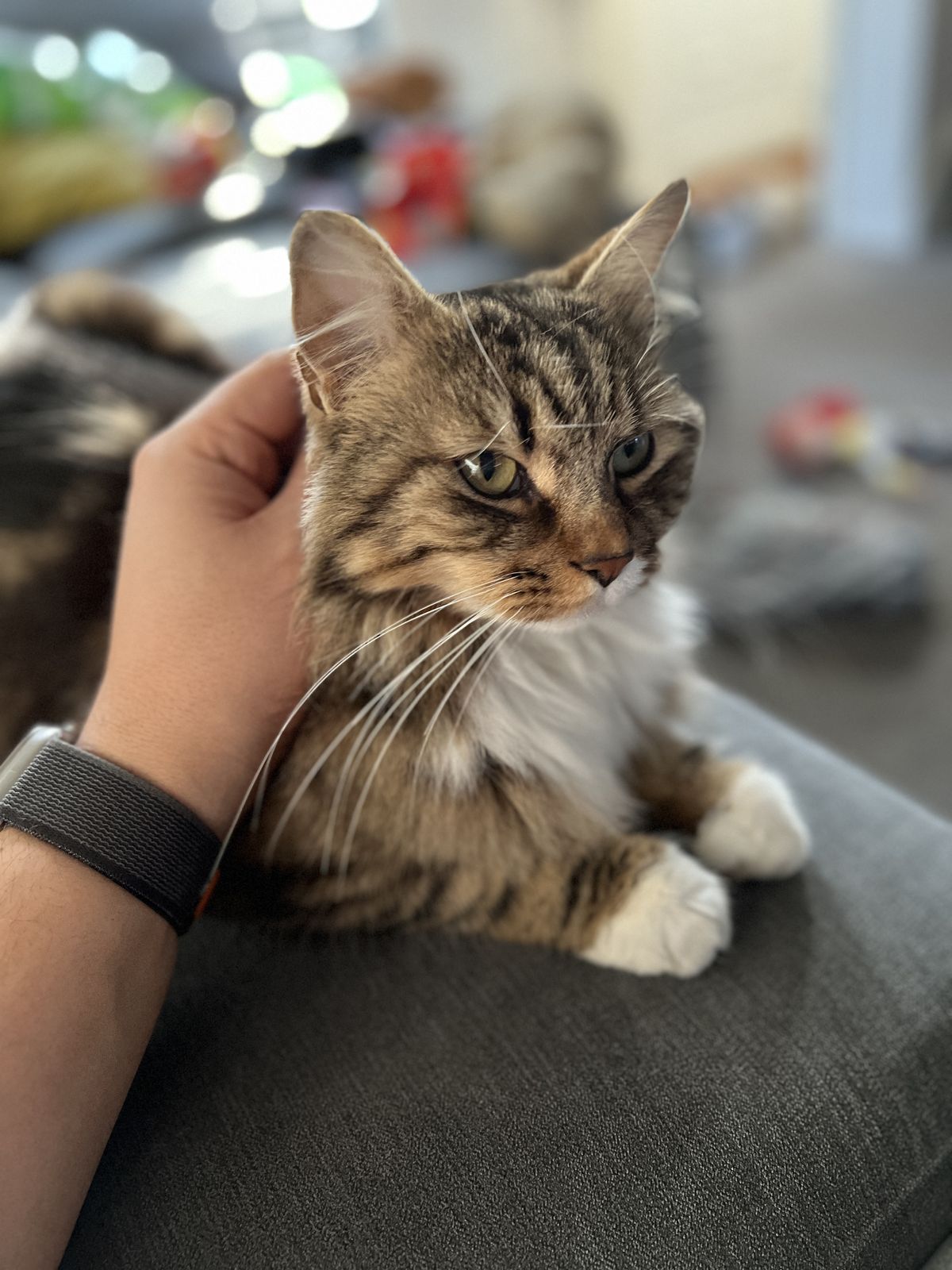 Example image of a cat taken with portrait mode