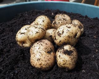 potato harvest