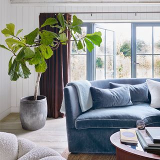 Blue sofa, big houseplant, patio doors