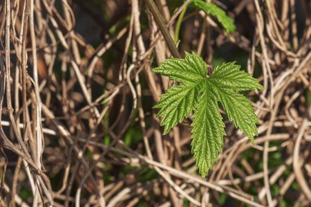 Hops Plant