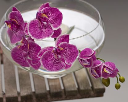 Growing orchids in water – also known as water culture orchids