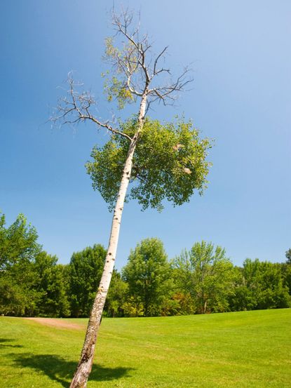 Tall Leaning Tree