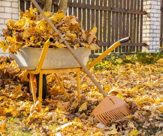 Leaves collected in wheelbarrow