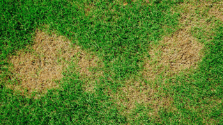 Image of yellow grass, lawn rust