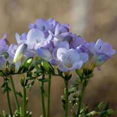 Close up of purple freesia flowers on blurred backdrop