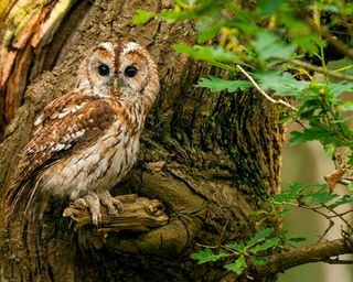 tawny owl in tree