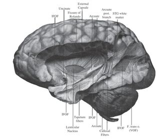 Brain diagram illustration