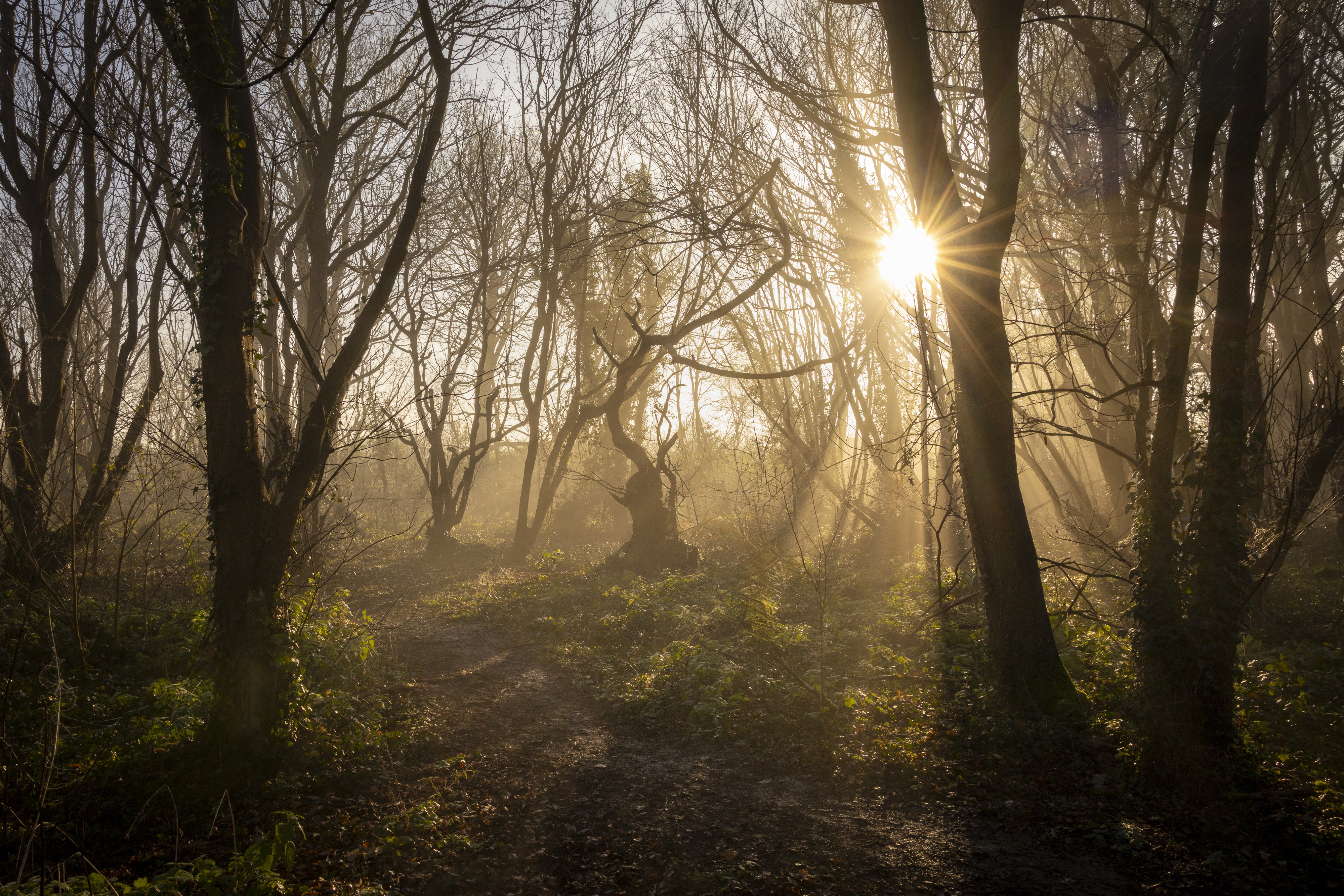Misty woodland scene with sunburst effect