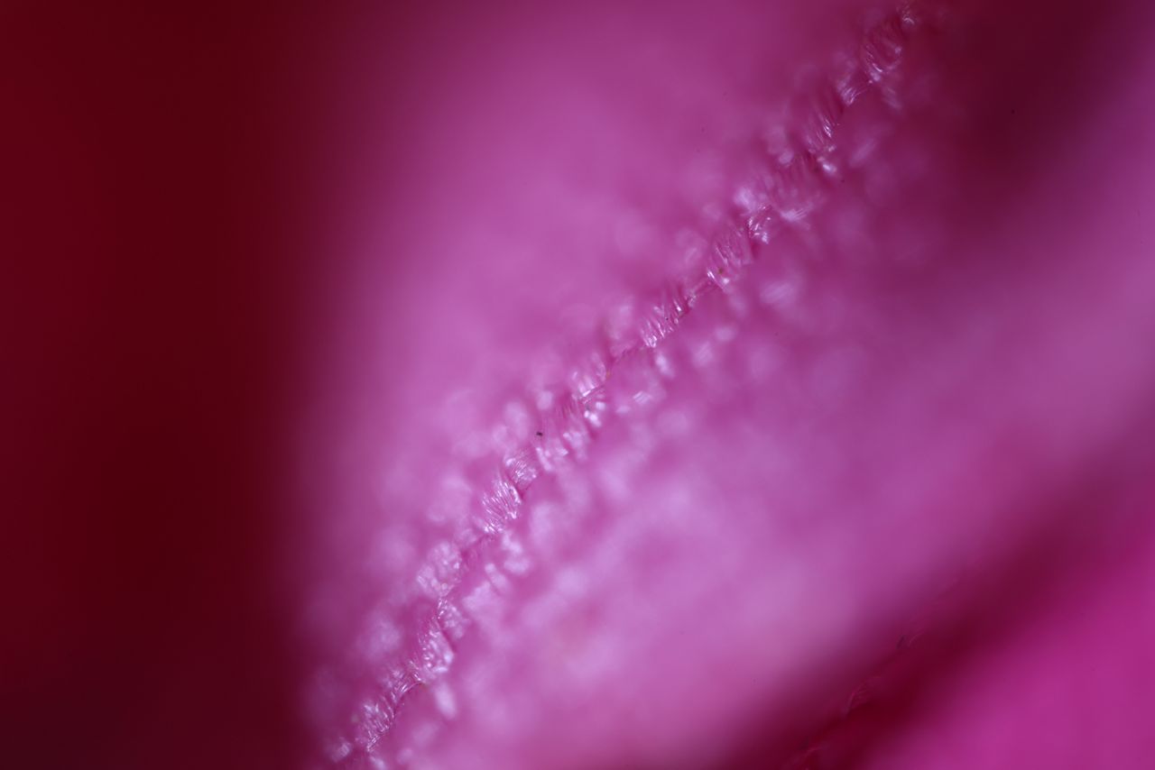 Laowa Aksen 5-10x Ultra Macro APO sample image
