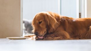 Golden Retriever licking their paw