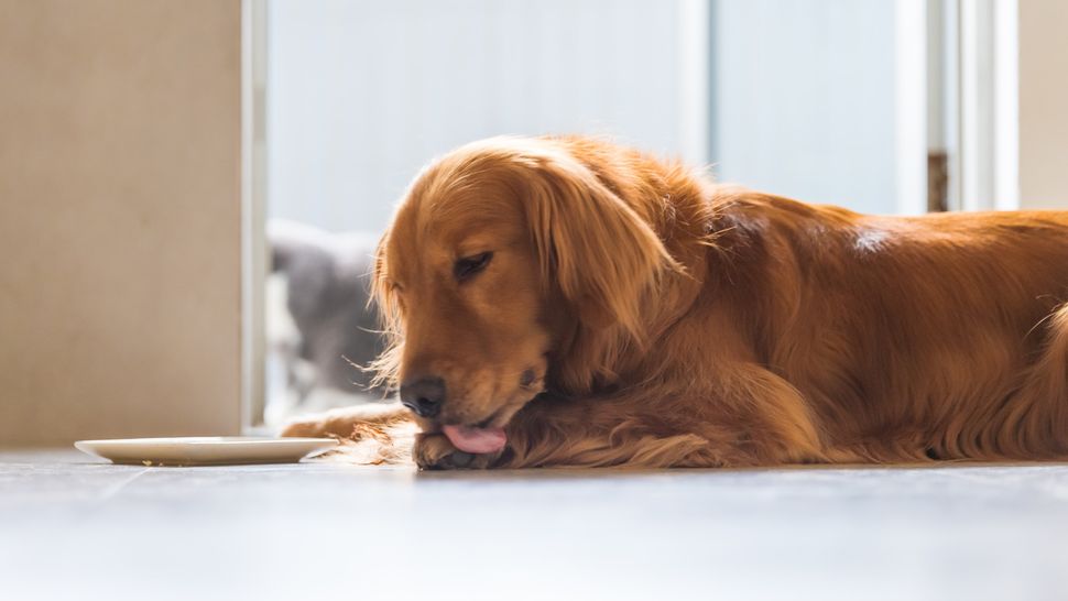 Excessive licking in dogs Vet's guide to causes and treatment PetsRadar