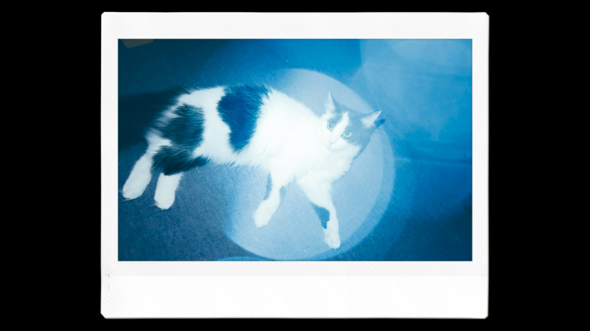 An Instax image printout of a cat with a blue filter and lens effect 