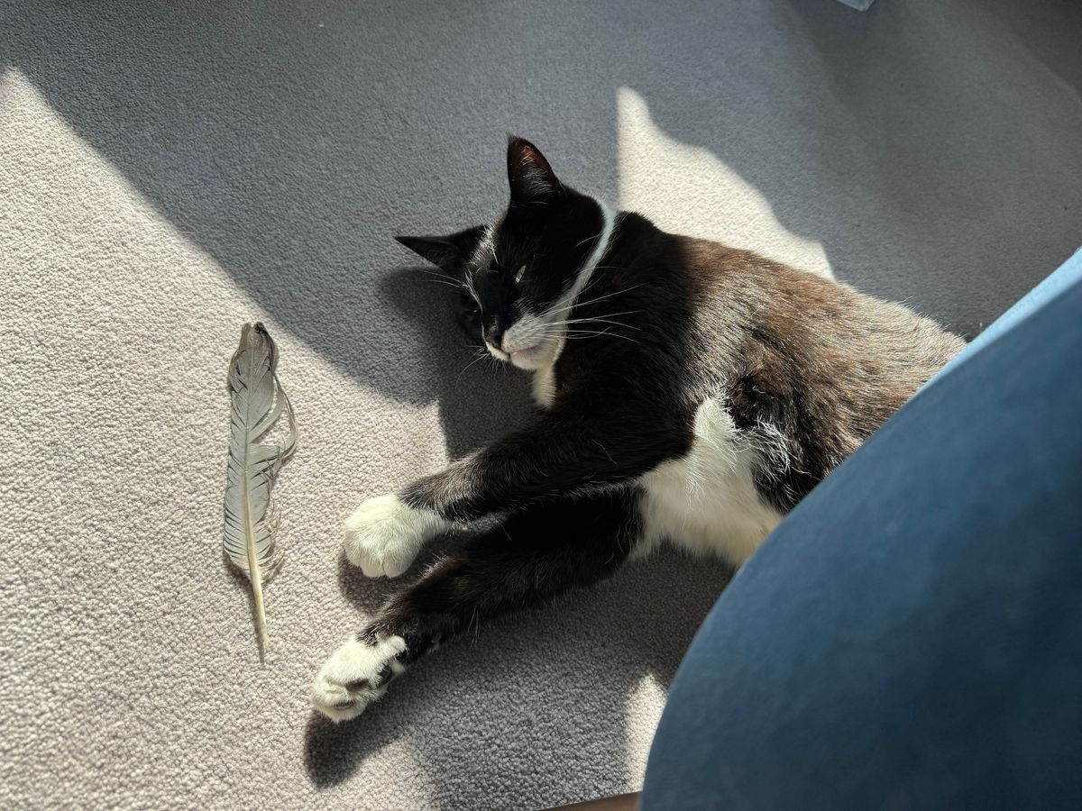 iPhone 15 Pro camera sample cat 24mm