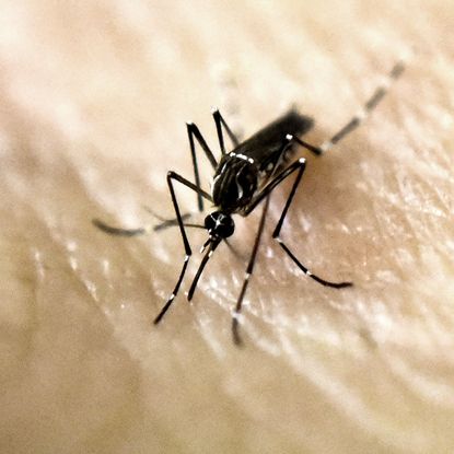 An Aedes Aegypti mosquito is photographed on human skin in a lab of the International Training and Medical Research Training Center (CIDEIM) on January 25, 2016, in Cali, Colombia. CIDEIM sci