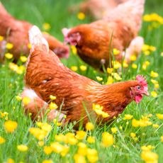 chickens pecking grass in the garden