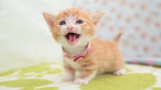 Munchkin kitten