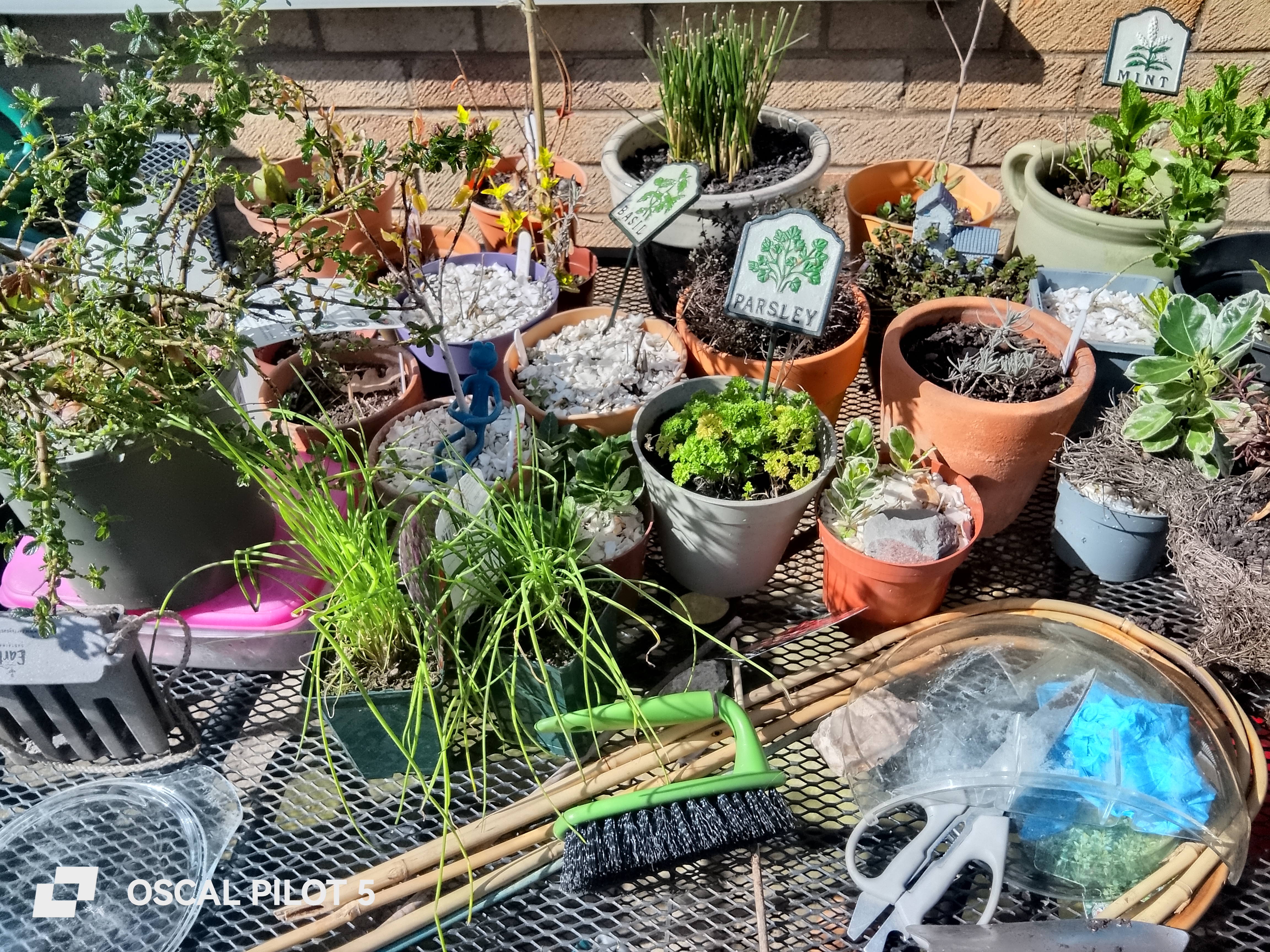 Oscal Pilot 5 Example Photos