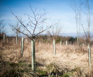 young planted trees in a field