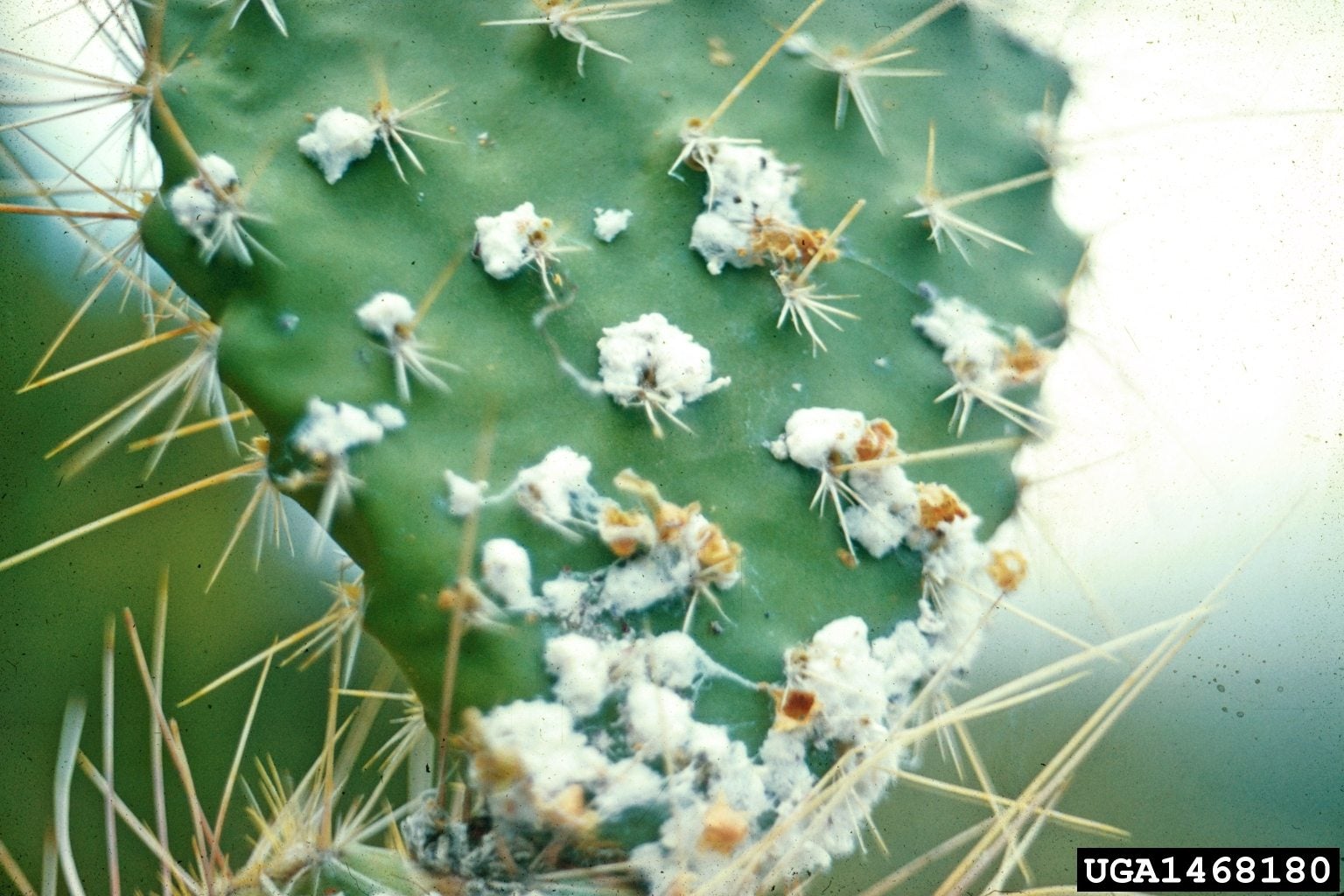 Cactus Gripper - Cactus Pruner