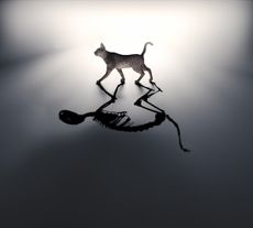 Artist's depiction of Schr&ouml;dinger's cat. 