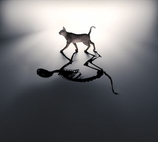 Artist's depiction of Schrödinger's cat. 