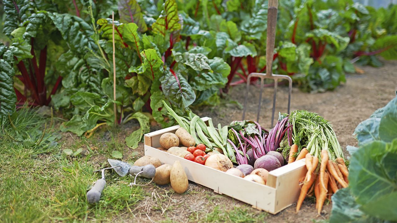 Freshly harvested vegetables in crate in vegetable garden