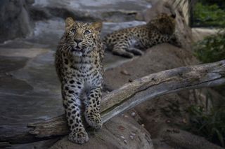 An active 11-month-old Amur leopard explores its new exhibit at the San Diego Zoo.