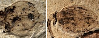 Close-up images of the fossilized flower bud (left) and fruit (right).