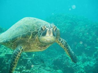 cute-sea-creatures-album-turtle-101011