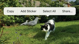 Cat walking in the grass with the iPhone sticker options above