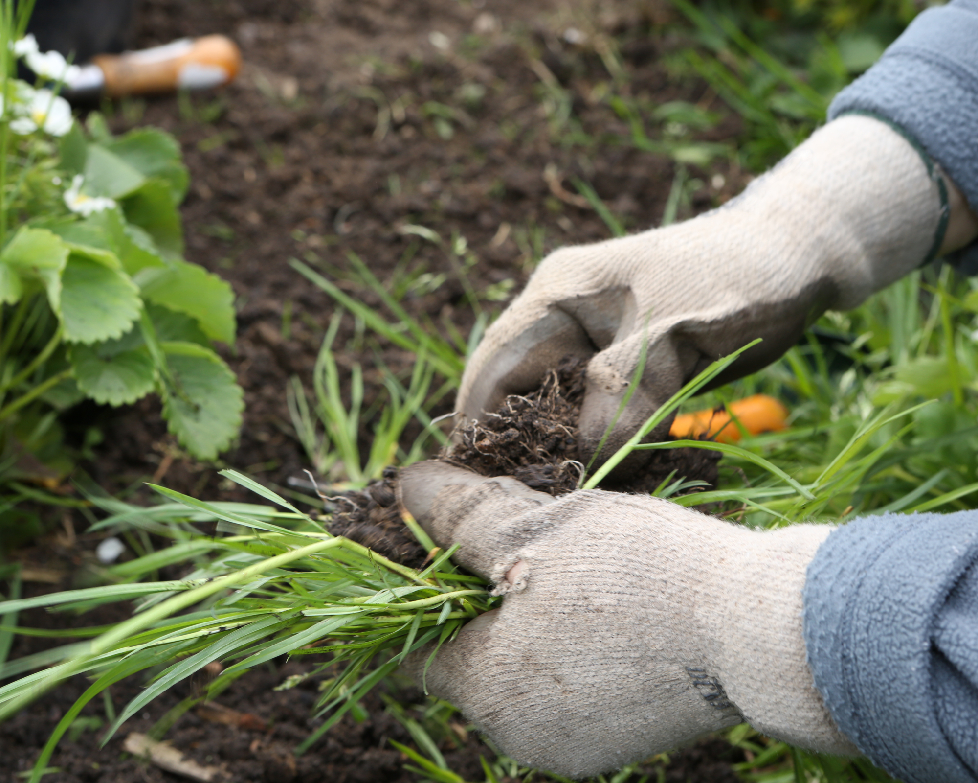 Gardener pulling weeds in garden bed