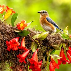 bluebird sat on branch covered in red trumpet honeysuckle vine