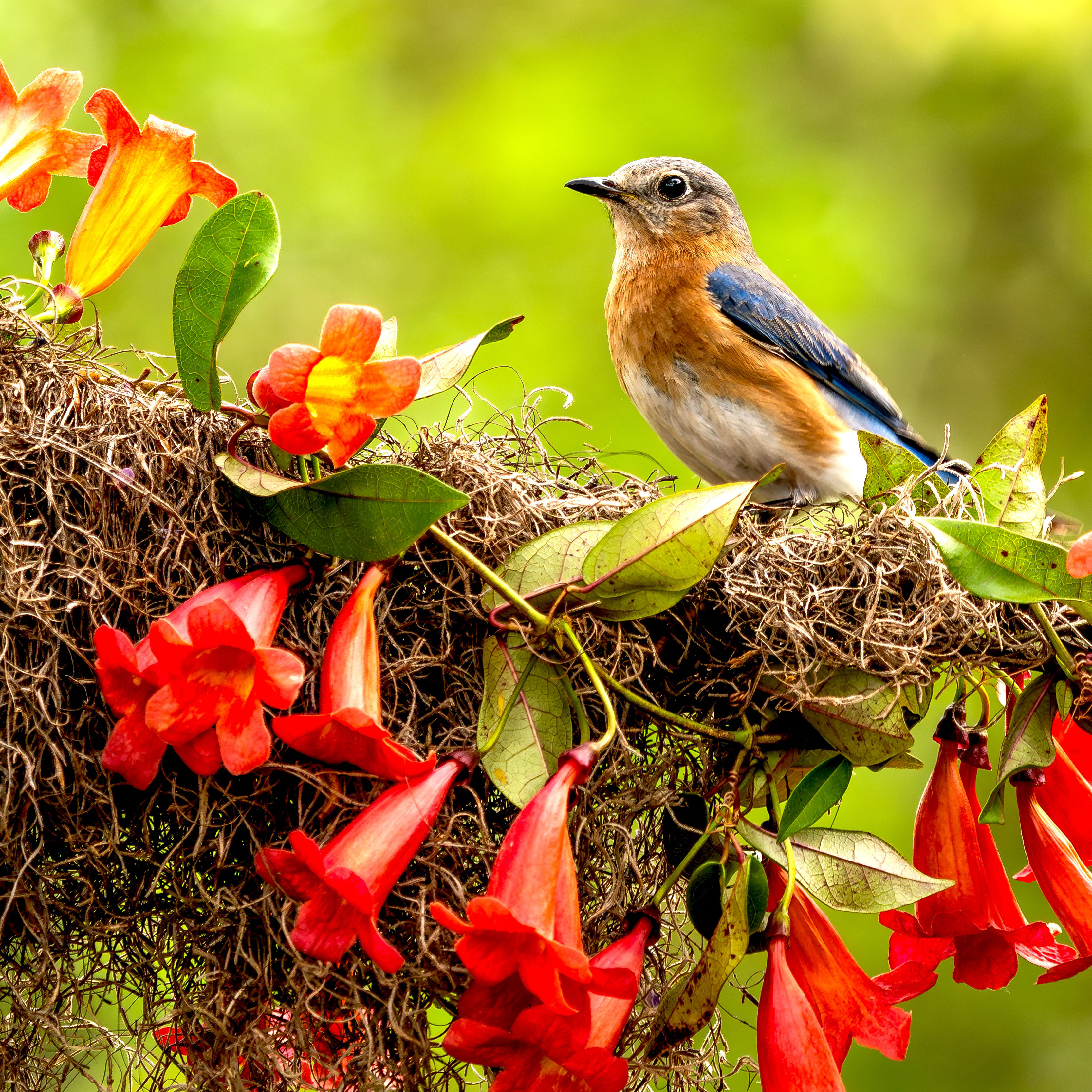 bluebird sat on branch covered in red trumpet honeysuckle vine