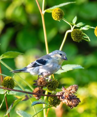 What not to feed wild birds: Expert bird feeding mistakes, blue bird in a garden