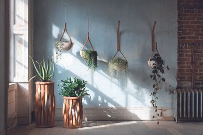 how to hang plants from the ceiling with hanging planters by Tom Raffield