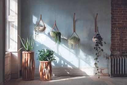 How to Hang Plants From Ceiling