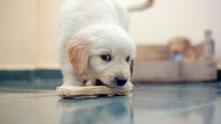 puppy chewing on bone