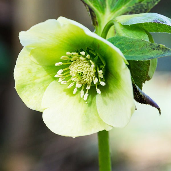 Frostkiss&amp;trade; Moondance&amp;reg; Lenten Rose - #1 Container