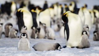 Emperor penguins with chicks.