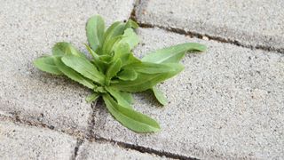 weed growing in paving