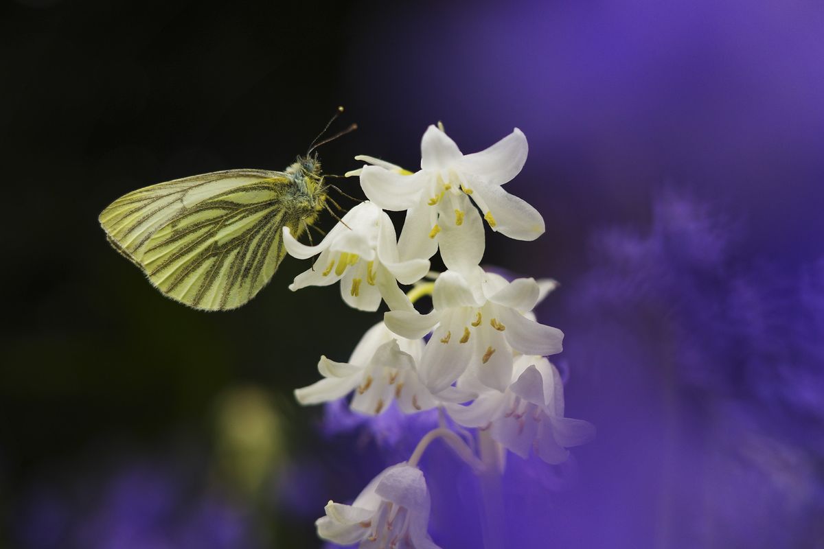 Closeup of a butterfly on a bluebell